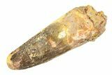 Fossil Spinosaurus Tooth - Feeding Worn Tip #354759-1